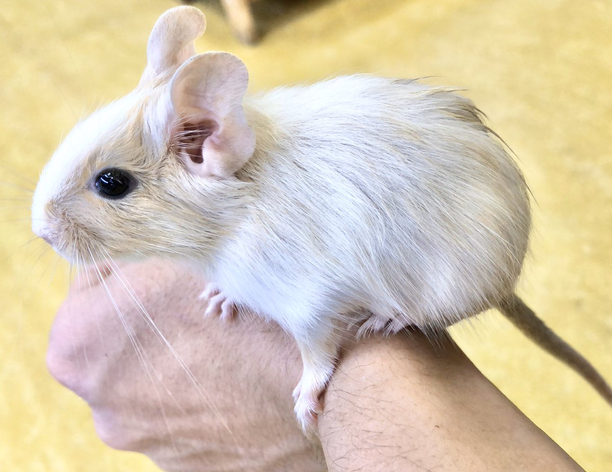 ট ইট র ペポニ インター店 白 クリーム色の甘ーい組み合わせ かわいいイエローパイドいます デグー デグーマウス がみっち