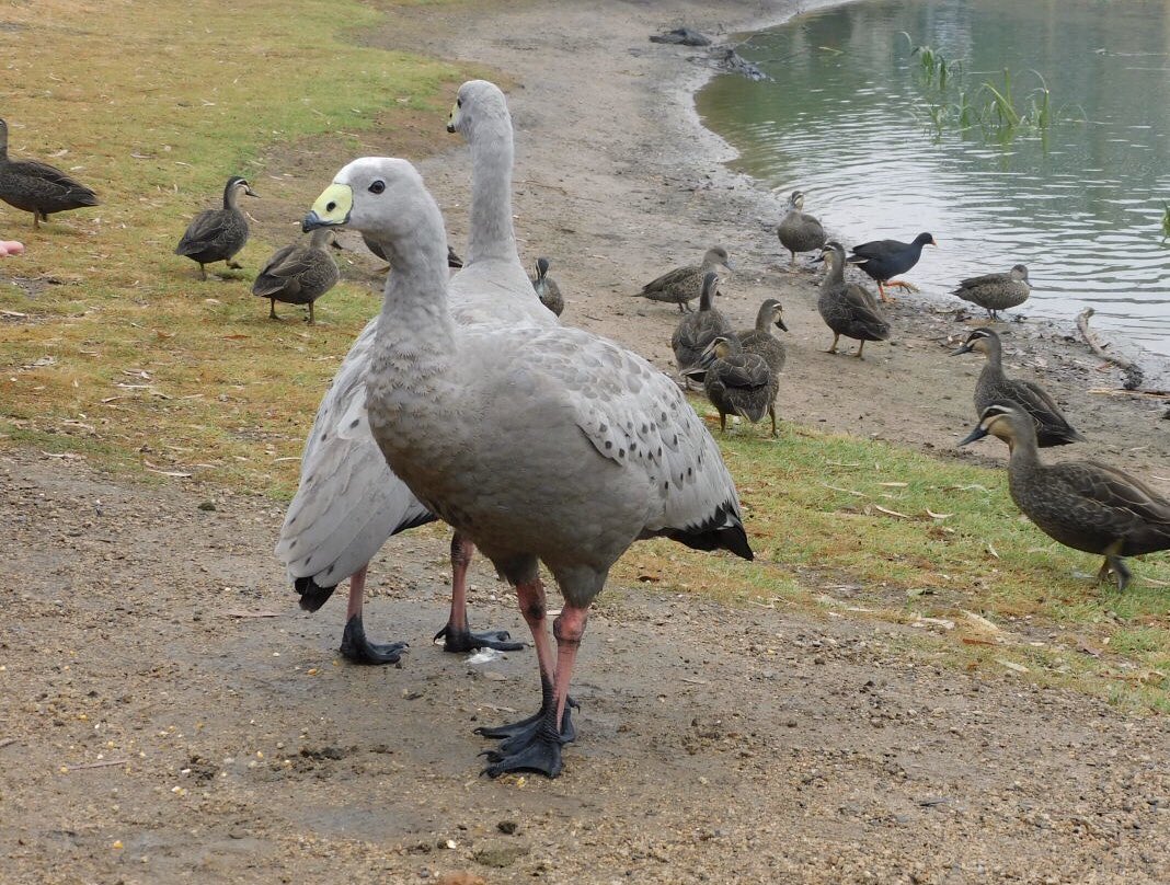 メルボルンでみた、ぶちゃかわナンバーワンはこれ。#CapeBarrenGoose