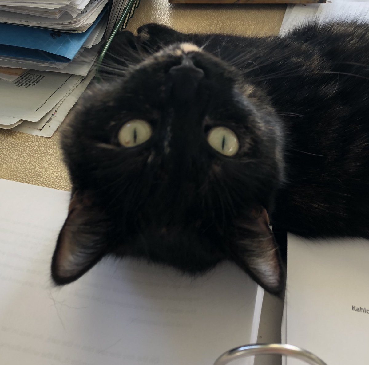Dawn_French's tweet photo. Will not let me do the book writin. #mowzer https://t.co/b5yFch9YyD