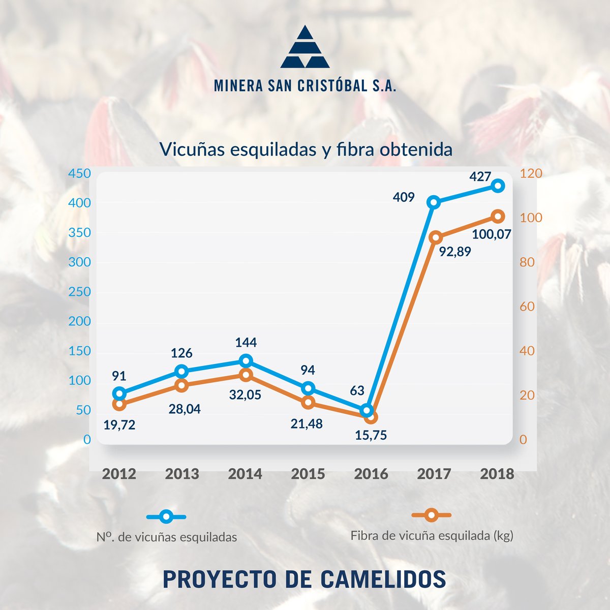 En 2018 dimos continuidad al proyecto integral de manejo y aprovechamiento de llamas y vicuñas Se realizó la capacitación y asistencia técnica en captura y esquila mecanizada, con lo cual se llegó a tener 427 animales esquilados y se obtuvieron 100,07 kilogramos de fibra.