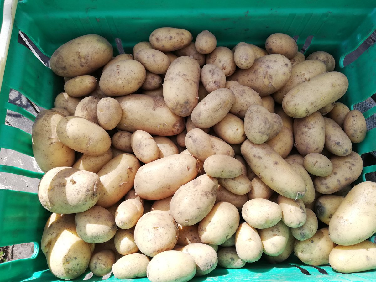 OSF_SchGardens's tweet image. We are starting to allocate our seed potato stock in Aberdeen/shire for this year. Let us know how much space you have available to grow, and we will allocate stock to you. This is a FREE project and we encourage #schools to get involved. Email us at oneseedforward@gmail.com.