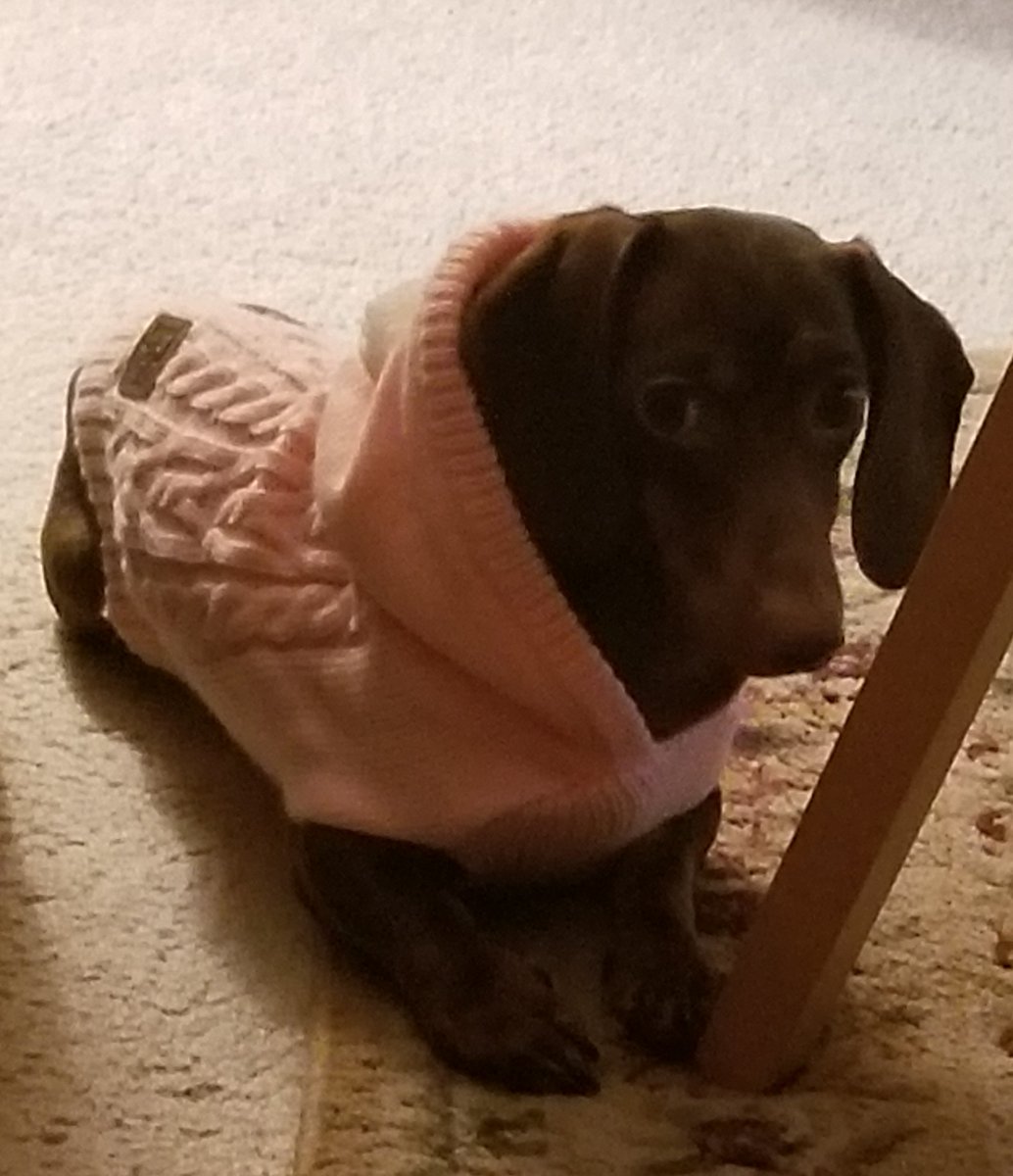 BradwellMedia's tweet photo. Wouldn't you like to cuddle up with Coco? @BradwellTigers @AWill_BI  #cuddlebugcoco https://t.co/arLVtyX6ht