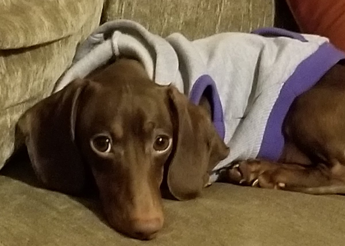 BradwellMedia's tweet photo. Wouldn't you like to cuddle up with Coco? @BradwellTigers @AWill_BI  #cuddlebugcoco https://t.co/arLVtyX6ht