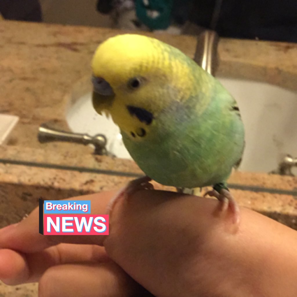 AndBudgie's tweet photo. #NewProfilePic https://t.co/QejaXMtCm0