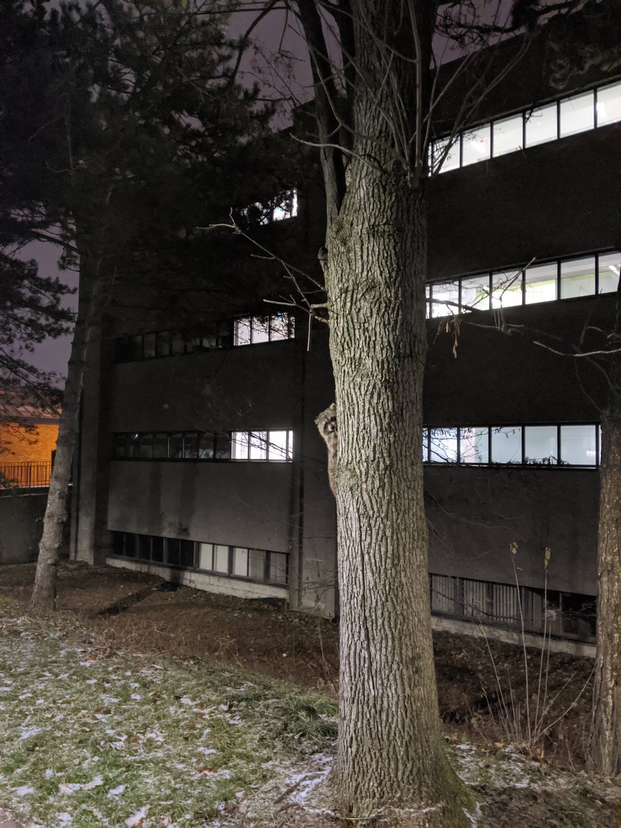 I love the raccoons in Toronto!