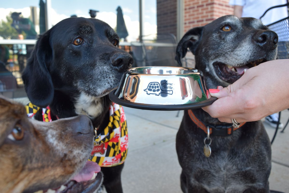 TheGreeneTurtle's tweet photo. *GIVEAWAY* For #NationalDressUpYourPetDay, we want to reward our loyal π’ fans with pup-friendly #TurtleGear! To enter, Tweet us a photo of your pet dressed up. πΆ https://t.co/qS53VpFzEk
