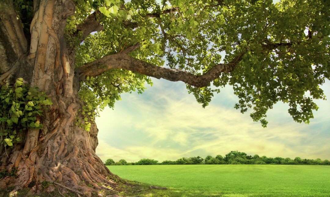 prithvilandpro's tweet photo. #nature #naplots #beauty #Breaktheroutine #Prithvilandproject https://t.co/ORcpmTj7FB