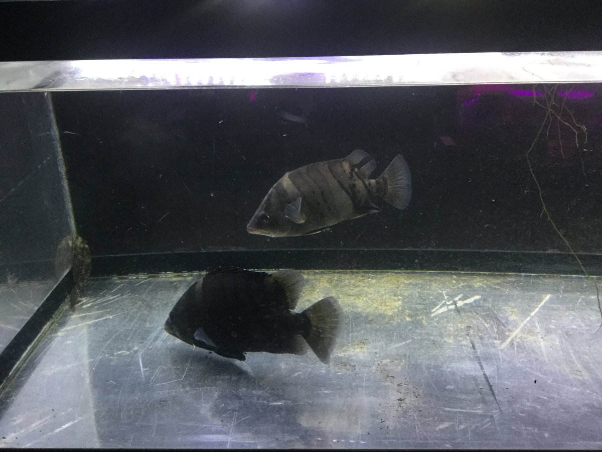 ダトニオプラスワン下取りしてきました！ サイズは22〜26cmとグッド 