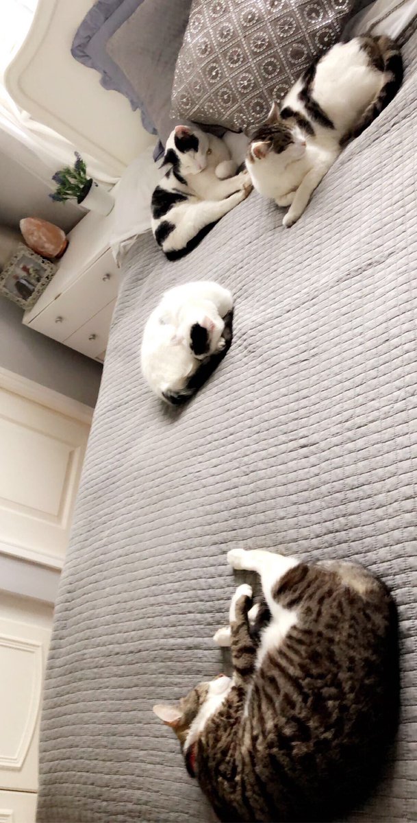tuplin_lisa's tweet photo. Think this lot are warm &amp; cosy today !! #cats #CatsOfTwitter #crazycatlady 🤣#PetsRFamily https://t.co/scAh9bP8cs