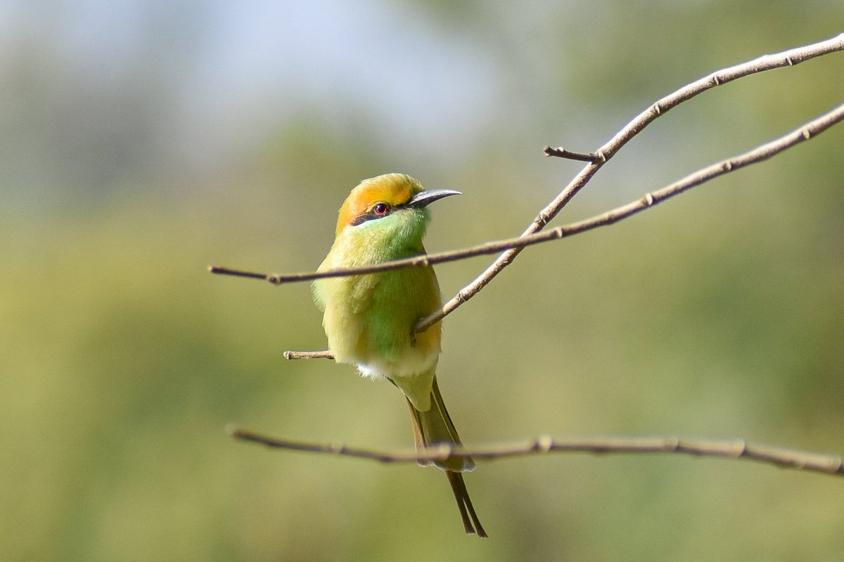 vivekkcpatel's tweet photo. @NikonIndia f/6.3 | 300mm | 1/1000 | ISO 400 https://t.co/mzEHCcIbof