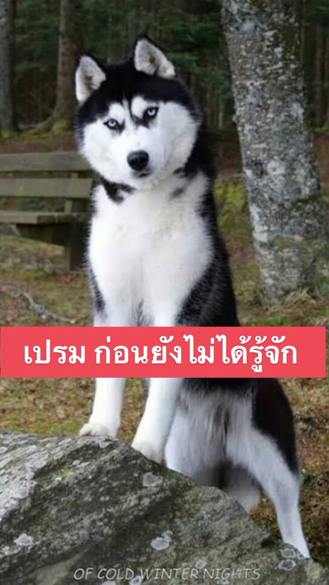 bb0un's tweet photo. ก่อนและหลังที่รู้จัก ขนฟูขึ้นเยอะเลย ☺️☺️☺️ https://t.co/zHyefgSh1a
