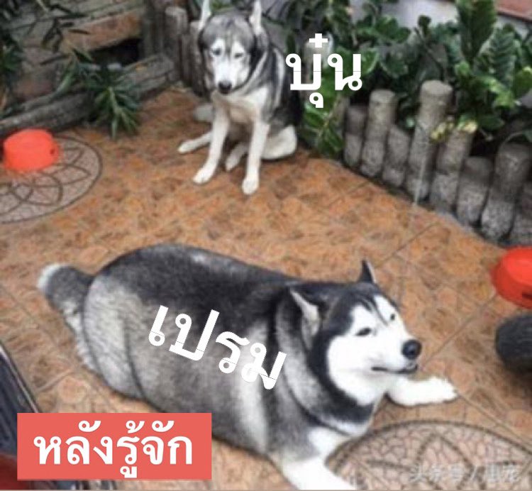 bb0un's tweet photo. ก่อนและหลังที่รู้จัก ขนฟูขึ้นเยอะเลย ☺️☺️☺️ https://t.co/zHyefgSh1a