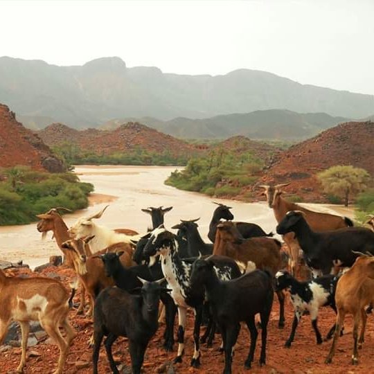 Une belle vue de la vallée de L'<a href="/Oasis_de_Timia/">𝐎𝐚𝐬𝐢𝐬 𝐝𝐞 𝐓𝐢𝐦𝐢𝐚 🇳🇪</a>  😍🌴🇳🇪