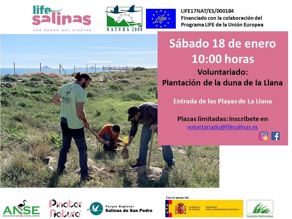 Poquito nos queda para terminar con las plantaciones 🌱 en la #playadelallana y los compañeros de <a href="/asociacionanse/">Anse (cuenta inactiva)</a> organizan planazo para este sábado en <a href="/SalinasSPedroPR/">Parque Regional Salinas San Pedro del Pinatar</a> ¿Te vienes al #voluntariado? 
📝voluntariado@lifesalinas.es ¡No te lo pienses más!