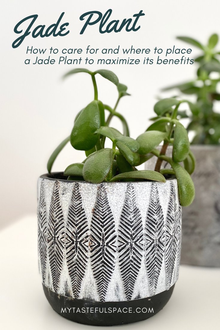 A Jade Plant has different meanings in different spaces. #jade #jadeplant #luckyplant #lowmaintenanceplant #bestindoorplants #easyindoorplants #fengshuiplant #hardtokillplants #homedecor #positiveenergy