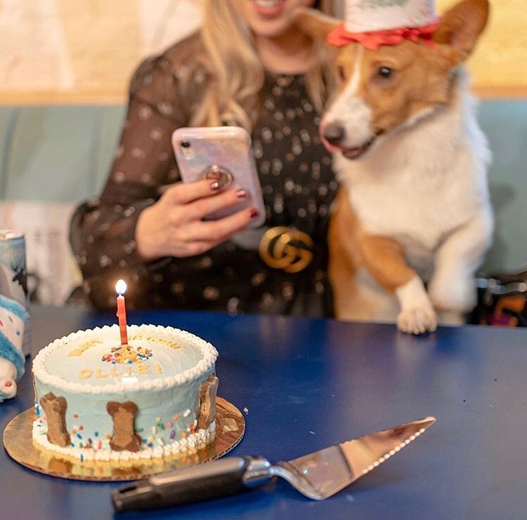At #GothamWest, four-legged residents get to enjoy concierge services just like the rest of us! Residents enjoy discounts on dog treats, custom cakes, and party orders from @maisondepawz.
(📸: @maisondepawz on IG)