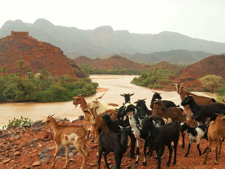#Timia 🌴😍🇳🇪
L'oasis des merveilles 😍
   © 📷 ( <a href="/agalghoubas/">Adouma Alghoubas</a> )