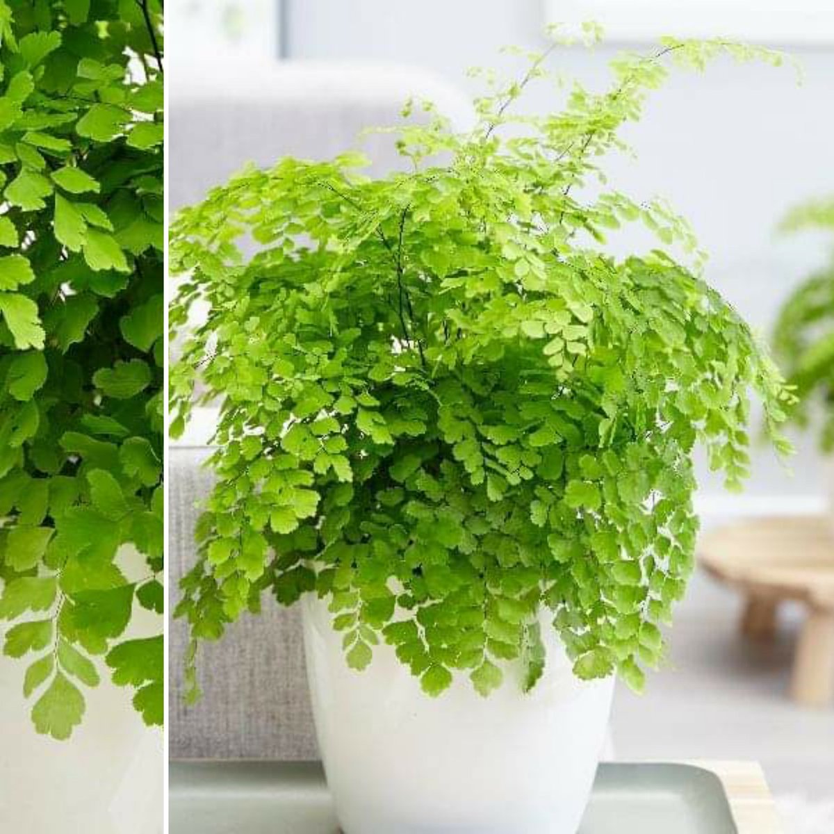 Rograplant's tweet photo. PLANTAS AL POR MAYOR
🙋‍♂️PORTES GRATIS😉
Nueva entrada de ejemplares de #AdiantumFragrans en la web, #plantas #mayoristadeplantas #rograplant 🌿🌿🌿 https://t.co/0CxceWhFKm
