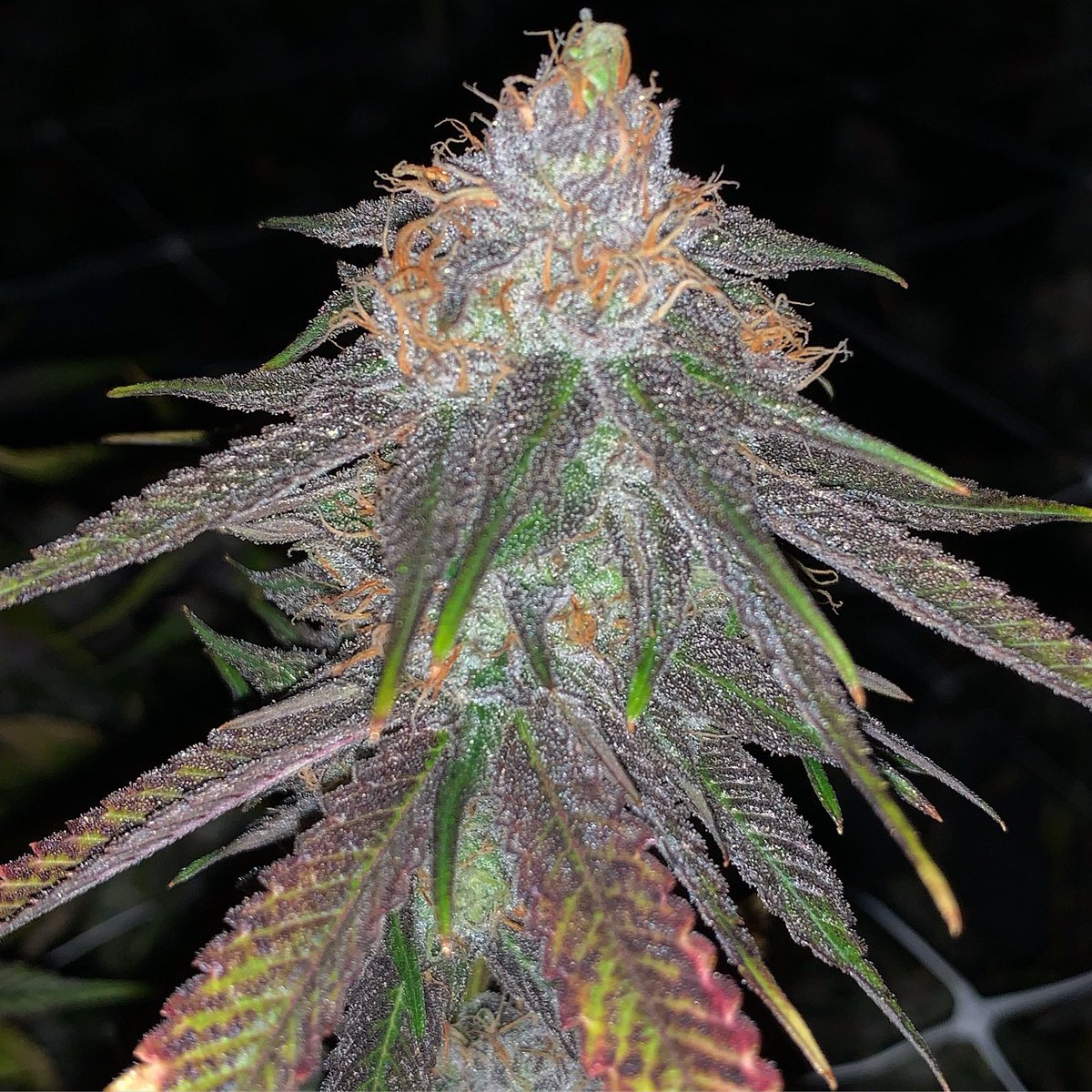 RareDankness's tweet photo. Happiness is not something ready made. It comes from your own actions.- Dalai Lama XIV #tuesday #raredankness #wheredoyouskunk #legalizeit 🦨 #raredaRkness looking beautiful this morning. That #grapeape smell strong. Available reg & fem. @raredanknessnutrients https://t.co/TDKQ2B5TB1