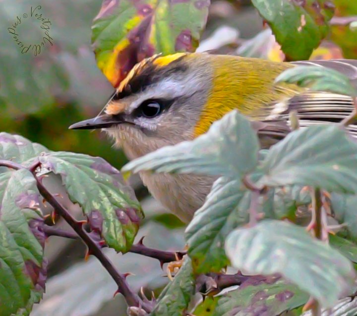 verityhill5's tweet photo. What a miserable day ☔ So I wanted to brighten everyones day with this  beautiful little Firecrest peeping out the bush.... Sooo cute 🔥😍📷
#firecrest #regulusignicapillus #cutebird #birdphotography @NikonEurope @SigmaImagingUK @DorsetBirdClub @BBCSpringwatch 🍃❤️🐦 https://t.co/T2Il1rFhbO