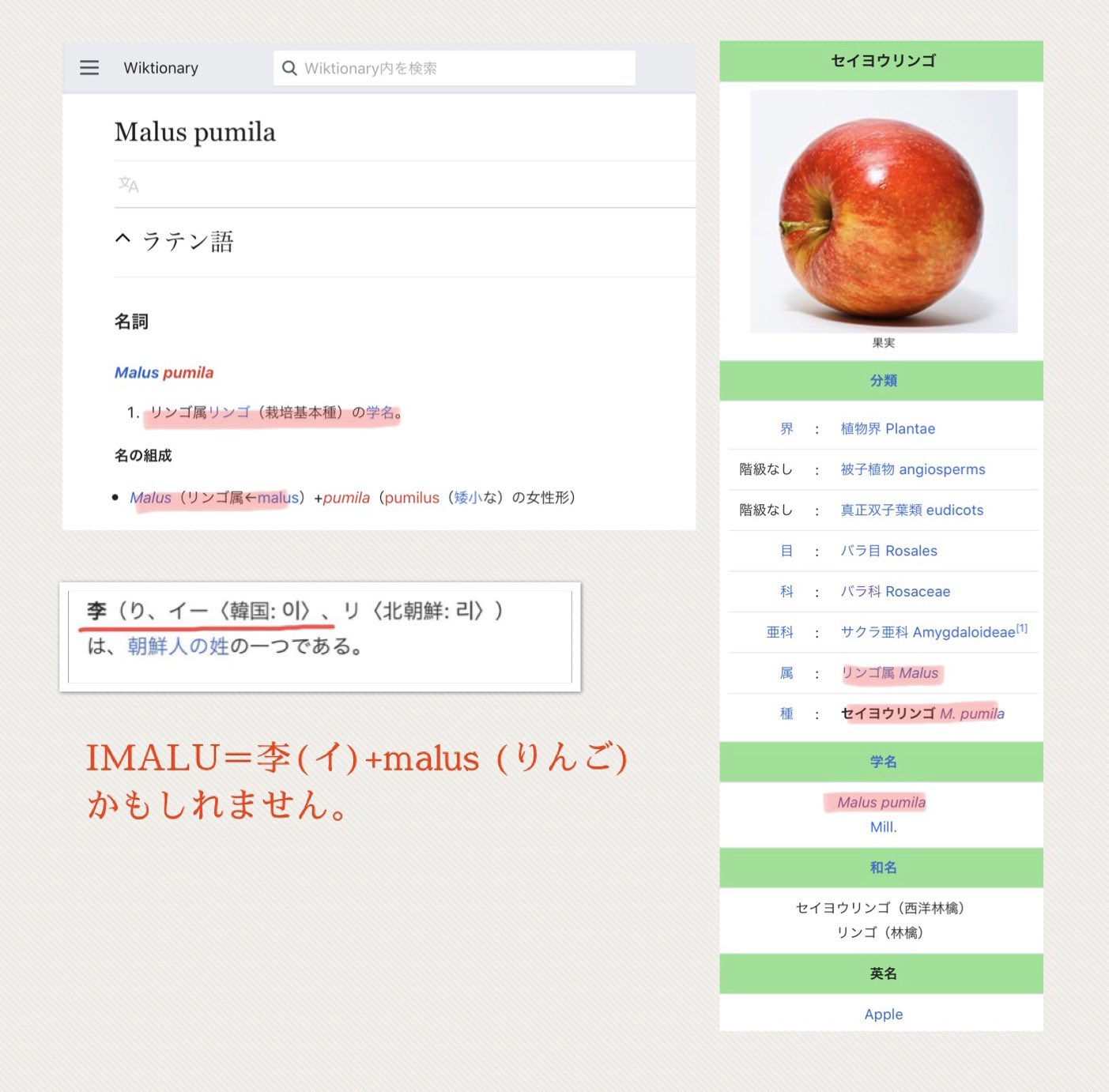 Hatena Antenna On Twitter 考察 Imalu 李 イ 丸 マル か Imalu 李 イ Malus リンゴ かもしれません りんごの学名 Malus Pumila Https T Co Bbgk5csfvk 初めてテレビで映し出されたのは イ の文字 イ は李家を表す Https T Co 15sko2ycdp