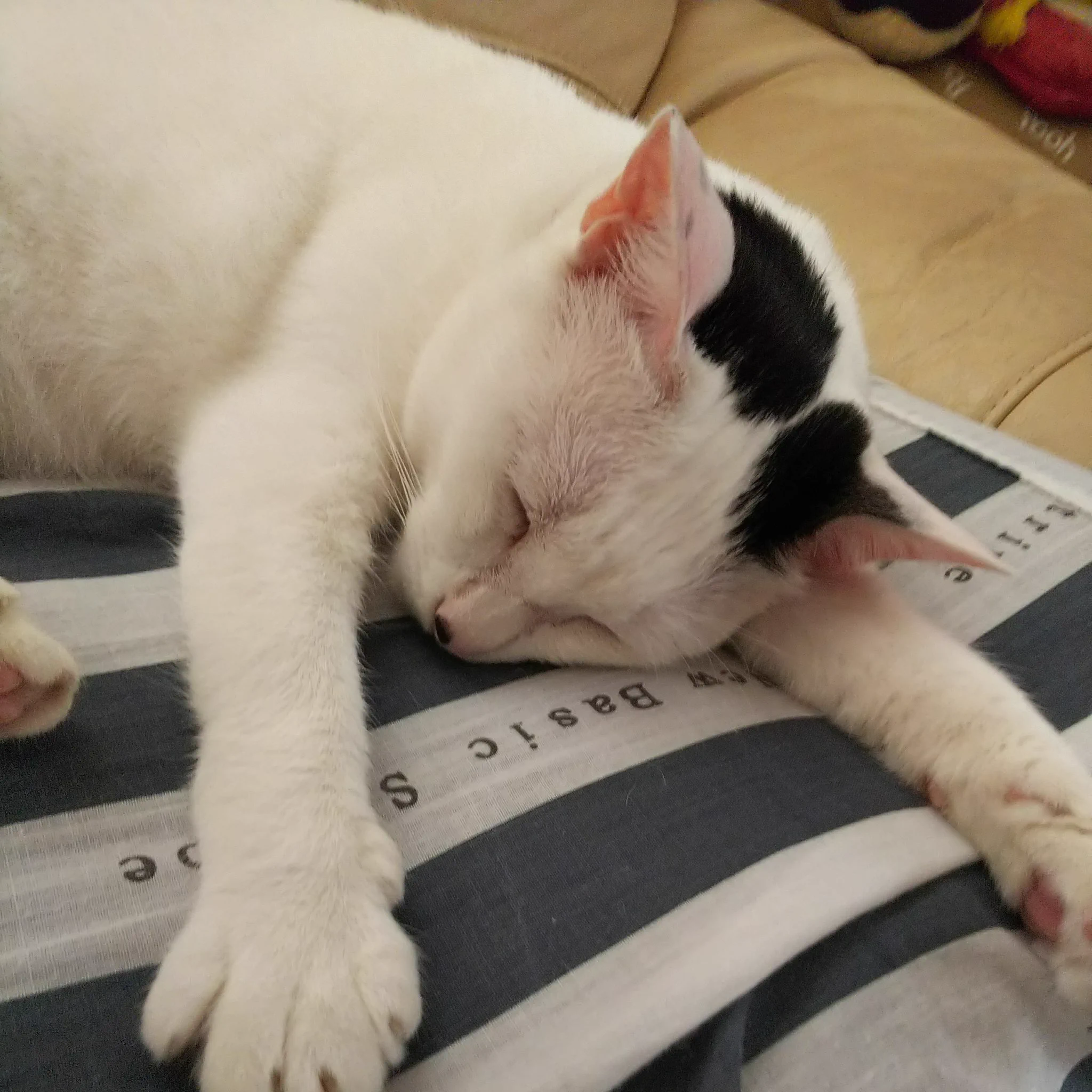 @miya_you1 初めましてですみません！一瞬うちの子かと思ってしまいましたΣ(゜Д゜)可愛いねこちゃんですね(*^^*)失礼しました！ 