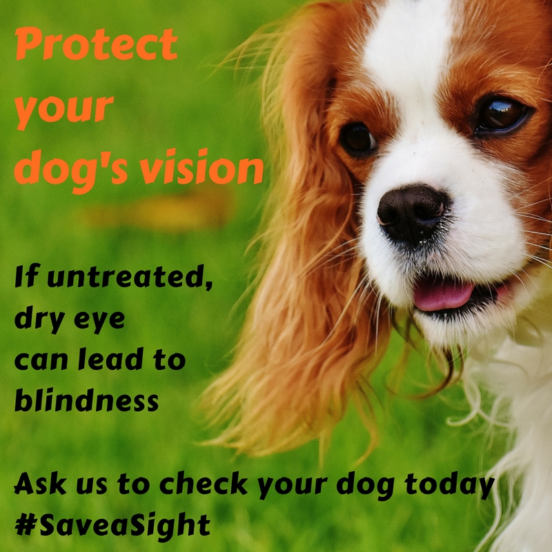 ArkVetcare's tweet image. #saveasight #dryeye #arvetcare #kilmacud #dunalghaire #foxrock #dog #eye