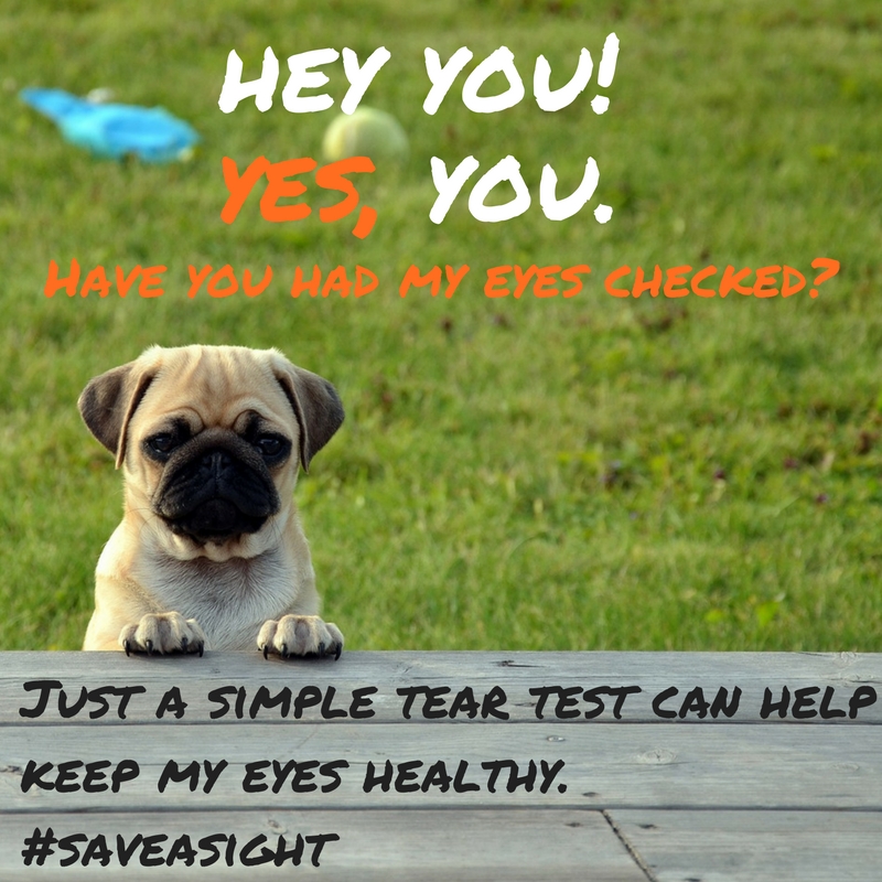 ArkVetcare's tweet image. #saveasight #dryeye #arvetcare #kilmacud #dunalghaire #foxrock #dog #eye