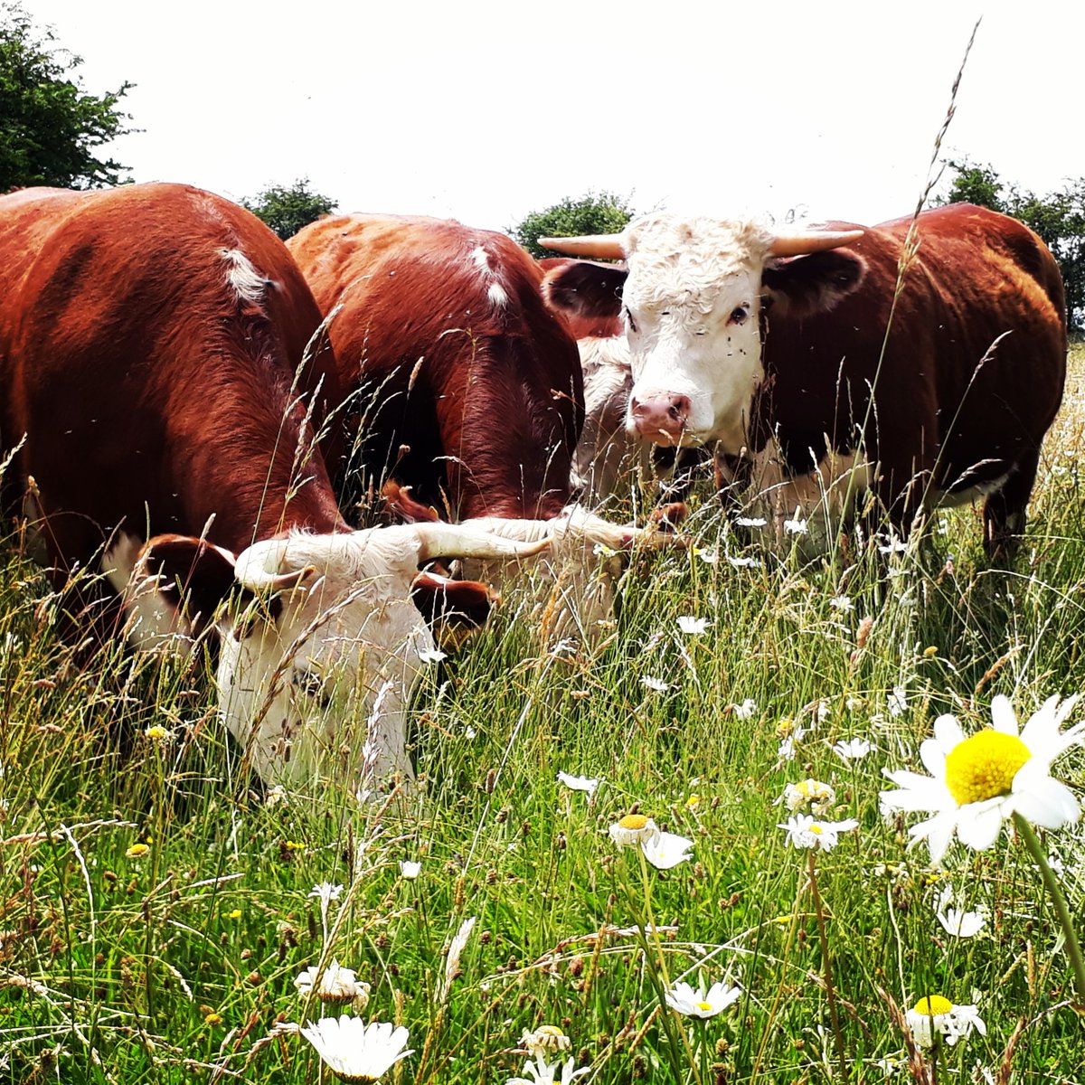 ConygreeFarm's tweet photo. A regenerative farmer on @theJeremyVine @BBCRadio2 At last....a bit of balance! Grassland and #pasturefed cattle can be low input, low carbon and good for the planet. More cattle needed on some farms in the UK. Methane not the issue. Well said @Jamie_Blackett https://t.co/PMmCHh3e7x