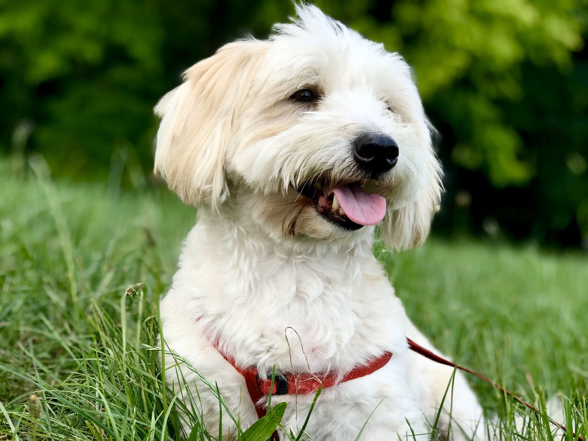 Royal Dog of Madagascar