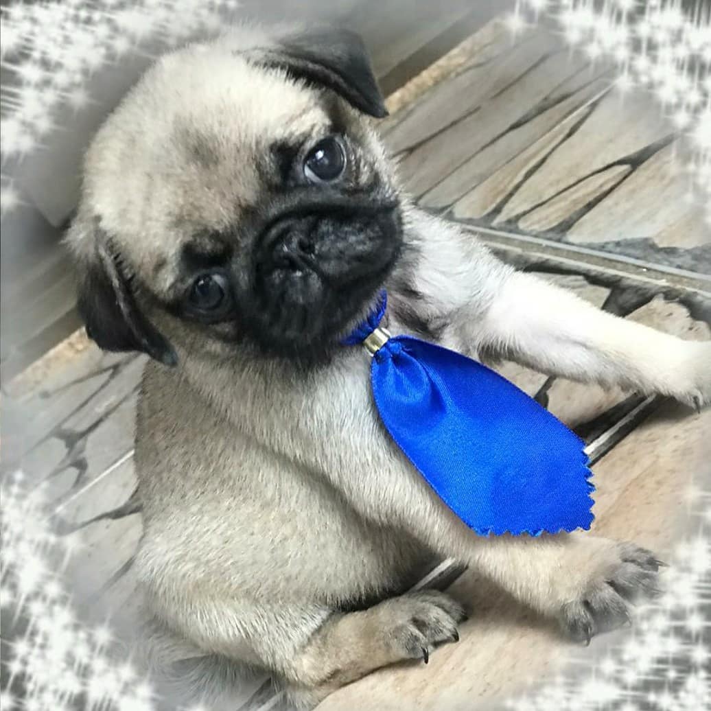 KennelYeshua's tweet photo. Venha viver a incrível experiência de conviver com um Pug. Um cão super companheiro, carinhoso, inteligente.
Escolha agora seu filhote.
Valor de fêmea 1800
Valor de macho 1500
Parcelamento no cartão em até 12 x com juros da máquina.
Baixada Santista Whatsapp 13996876214 https://t.co/mkgFgirJ0b