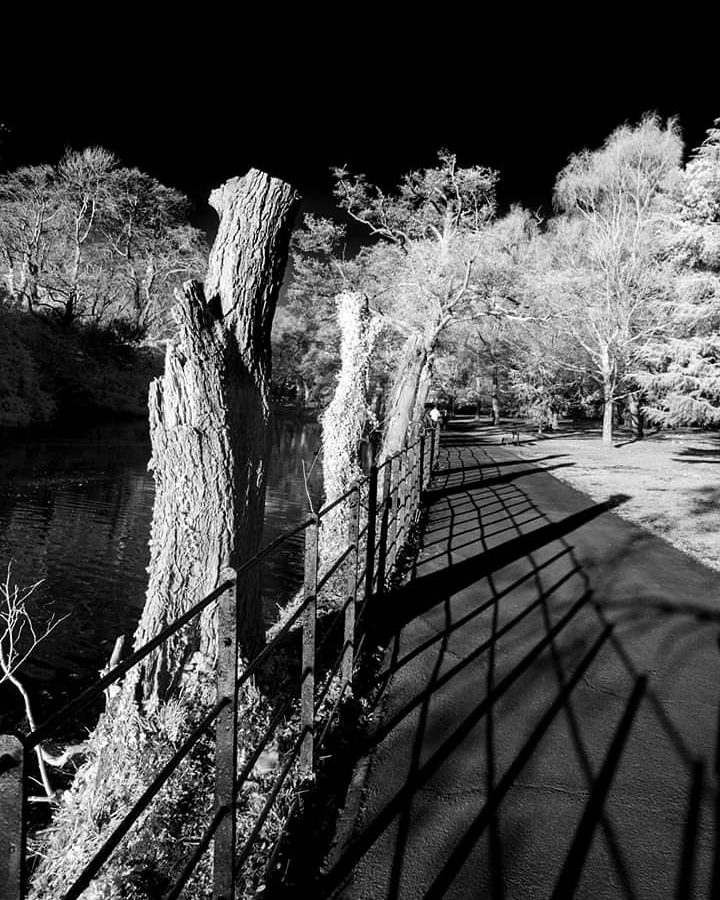 Black and white infrared photograph of Roath Park #roathpark #cardiffphotography #infrared #blackandwhitephoto #photography #photographs