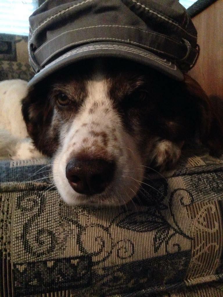 EXPLORECentMI's tweet image. Brighten our day with posts of your lovely animals all dressed up.  Let's celebrate National Dress Up Your Pet Day!!

#explorecentralmichigan #explore #exploremi #dressUp #pets #animalLovers