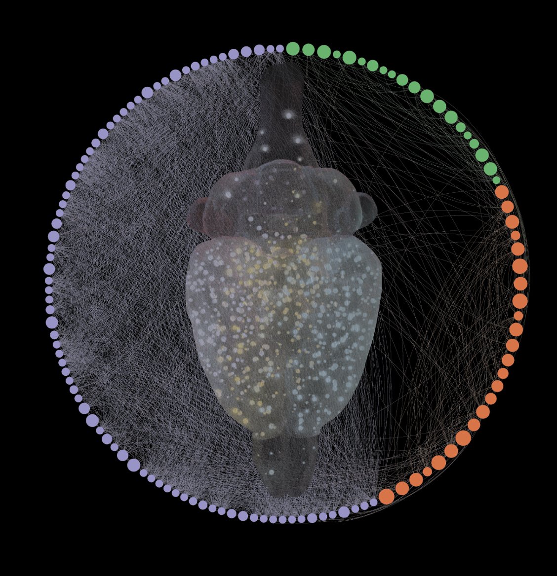 Brain network of alcohol dependence. image by Lauren Smith