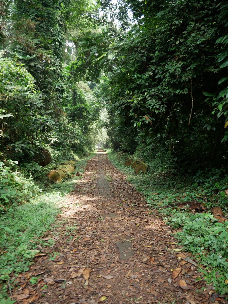 levoyageducalao's tweet photo. Lieu incontournable à #Abidjan, poumon vert de la ville et merveille botanique : la forêt du #Banco #parcnationaldubanco #cotedivoire https://t.co/PYt0Wbch1a