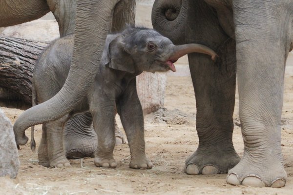 Seit Montagmittag ist der kleine #Elefant im #Zoo #Leipzig auch für die Besucher zu sehen... 
bit.ly/2Nogd1G