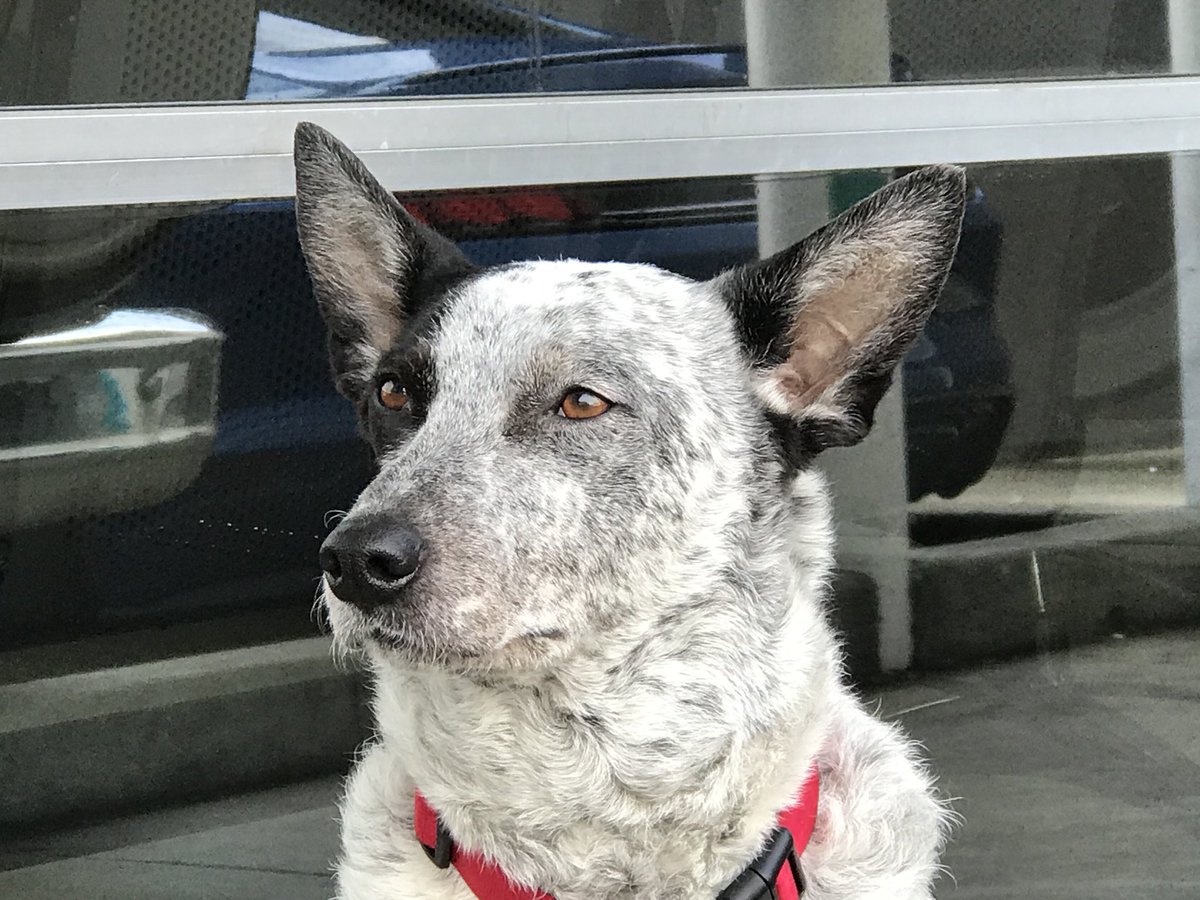 DogsCruz's tweet image. Sadie waiting at the laundromat. Such wonderful dogs! #cattledogs