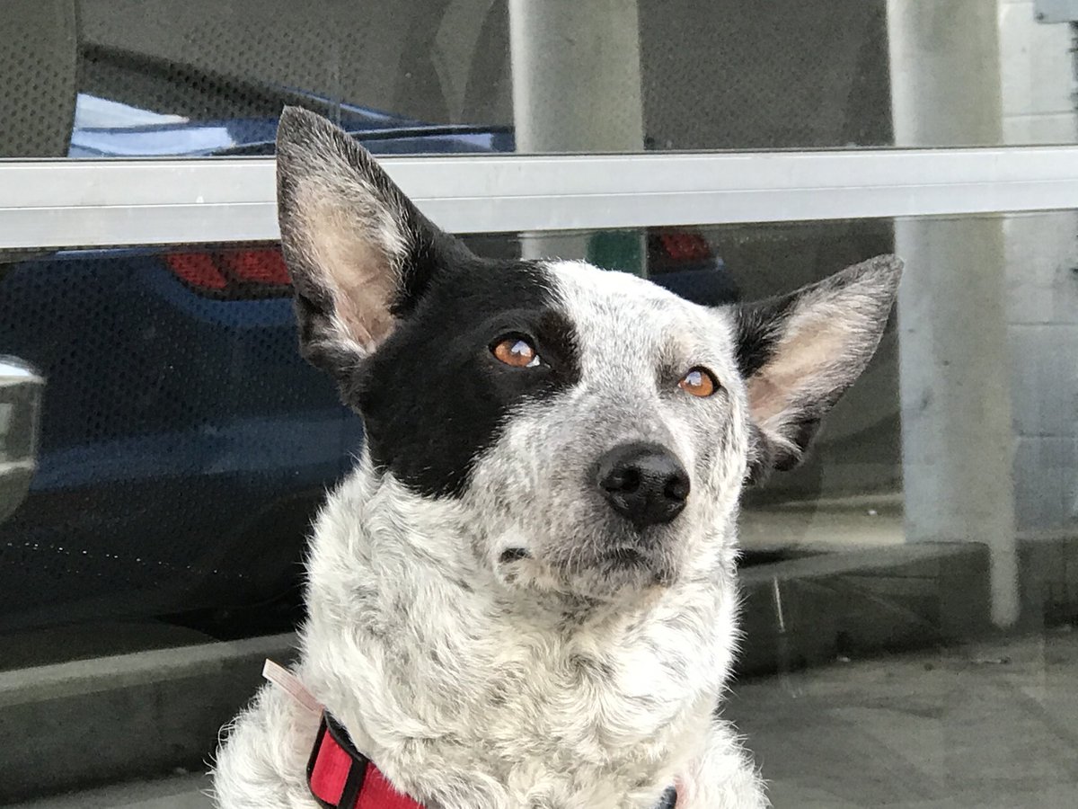 DogsCruz's tweet image. Sadie waiting at the laundromat. Such wonderful dogs! #cattledogs
