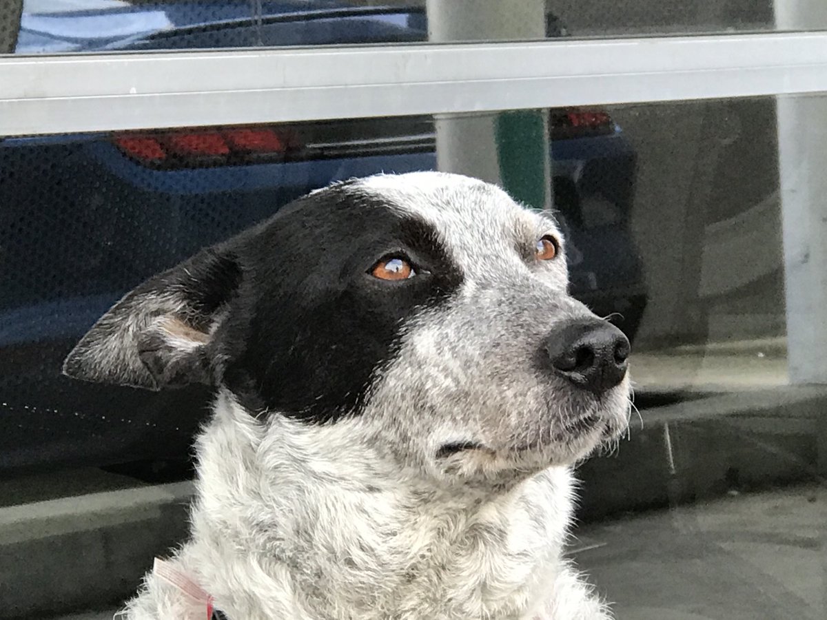 DogsCruz's tweet image. Sadie waiting at the laundromat. Such wonderful dogs! #cattledogs