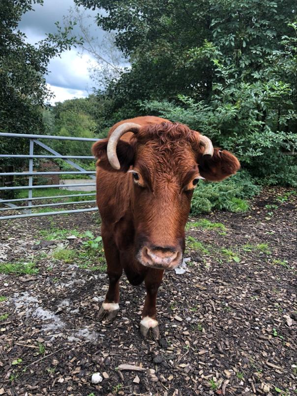 A busy day today. Here is Chloe. This pretty lady has seen many years living with donkeys, rabbits and goats. She is growing old gracefully with her owners.
#oldage #cow #smallholder