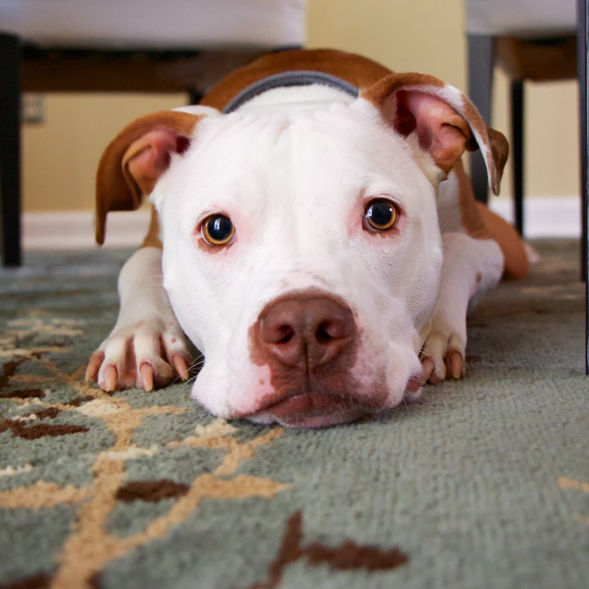 PetsGenStore's tweet image. That face won't get you out of a bath, but it will get you extra cuddles!