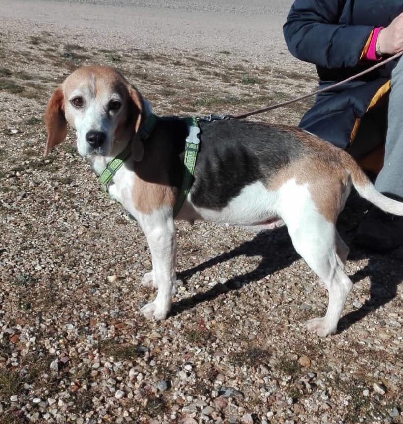 LunaProtectora's tweet image. MAYA, beagle. 

Buenisima de carácter y sociable con tod@s, apta con gatos.

Esta en adopción. 

Ayúdanos difundiendo 💛

Protectorafundacionluna@gmail.com

#AdoptaNoCompres #AdopcionResponsable #perrita