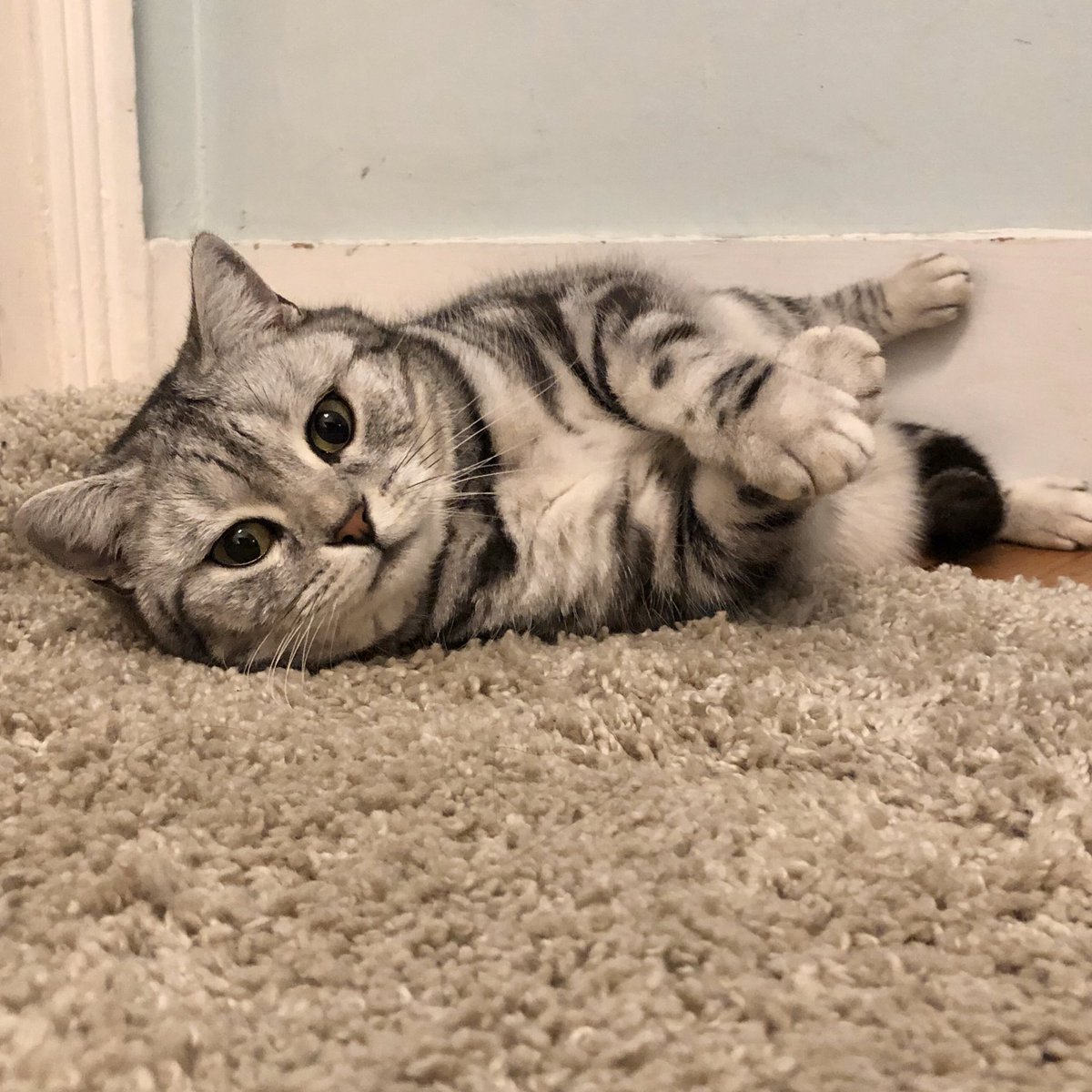 ⭐️ Anyone need a paw hug ?  #TuesdayMotivation #TuesdayThoughts #CatsOfTwitter