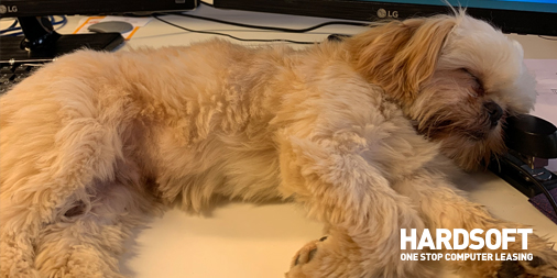 HardSoft_'s tweet photo. We caught Teddy sleeping on the job this afternoon! Not sure how comfy a stapler is for a pillow? It's a dog's life! https://t.co/m6xxA8mgtc #officedog #officedogs #dogslife #sleeping #ITleasing #computerleasing #dogs #dog https://t.co/ilVM9Mdoy3