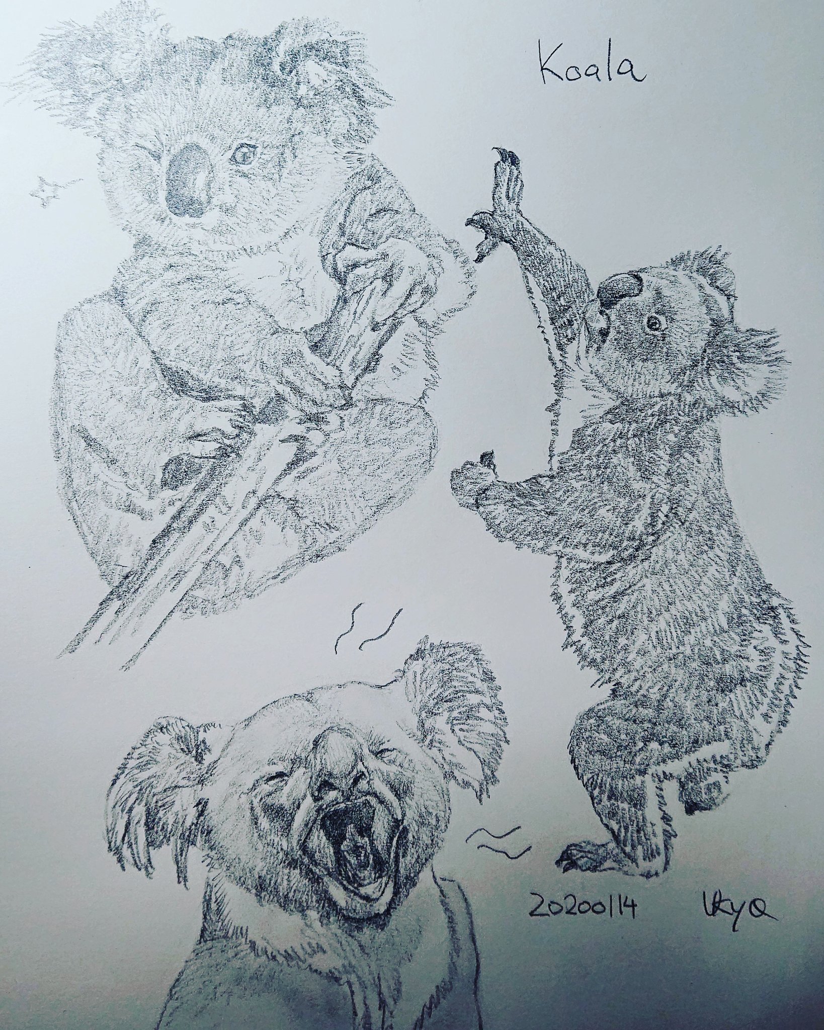 Kagetsu Ukyo 卯京 華月 今日の落書き コアラづくし 暫くオーストラリアの固有種を描いてみます W 落書き 鉛筆画 練習 素描 一日一絵 今日の落書き 絵描き Art 絵描き人 絵描きの輪 絵描きさんとつながりたい イラストの森