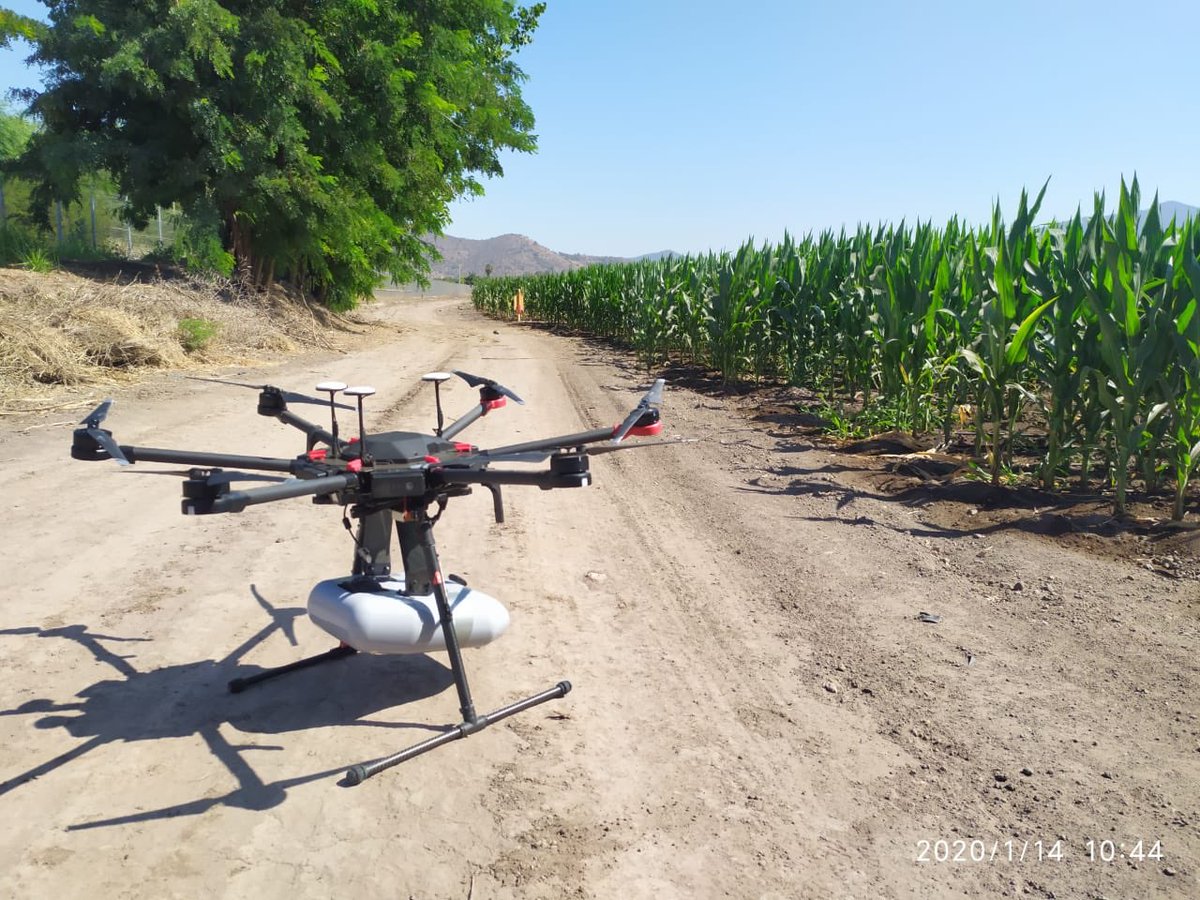 instacrops's tweet photo. 👩🏼🌾🍃👨🏻🌾 🌽
Vuelo en maíz para detección de malezas, enfermedades y deficiencias nutricionales. #internetofplan #gamechanger #agtech #taranis #instacrops https://t.co/0Q5ZJgjhqc
