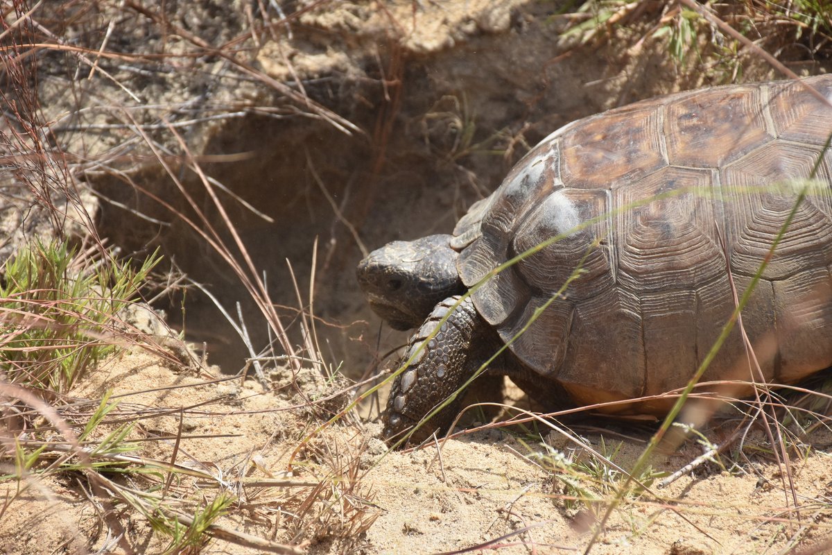 tortoise at entrance to a burrow