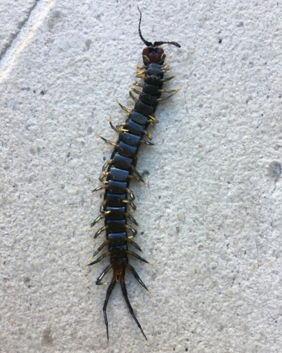 FLEnvironmental's tweet photo. Bug of the month: Florida Blue Centipede
-Often seen on hardscapes after large amount of rain.
-Nests under roots, large rocks or logs. 
-Can be aggressive if they feel threatened.
-Bites can feel similar to a bee sting. https://t.co/NqHX8NqDbr