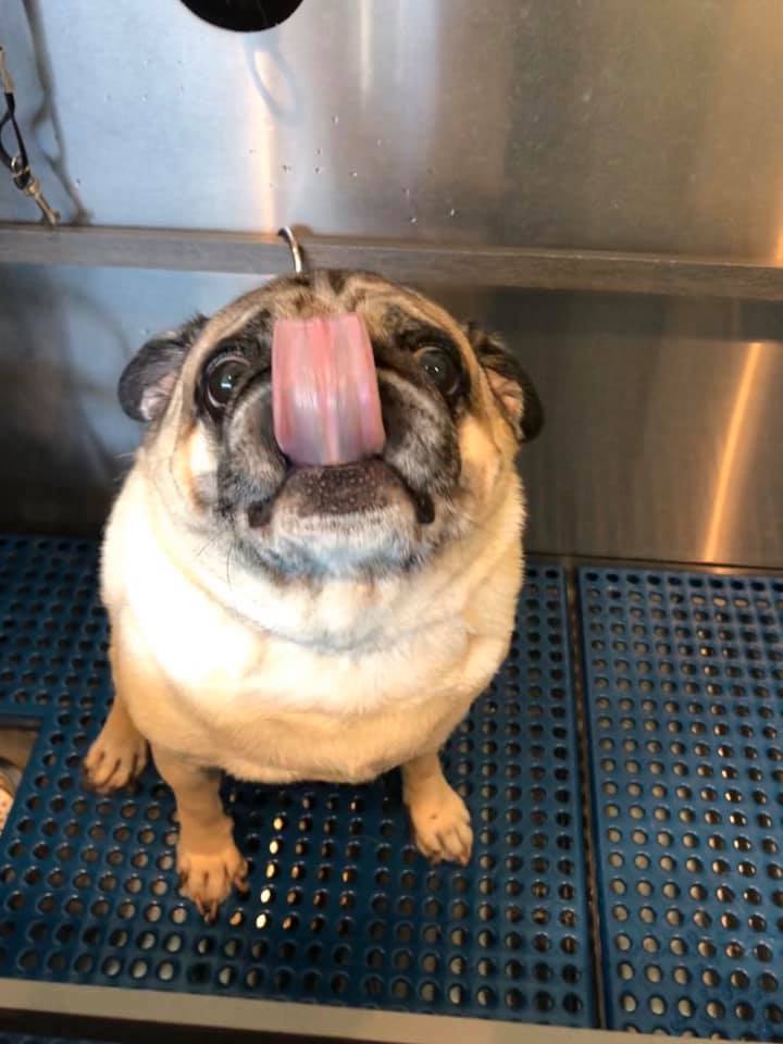 Bayside Pet Resort (BaysidePet) Twitter