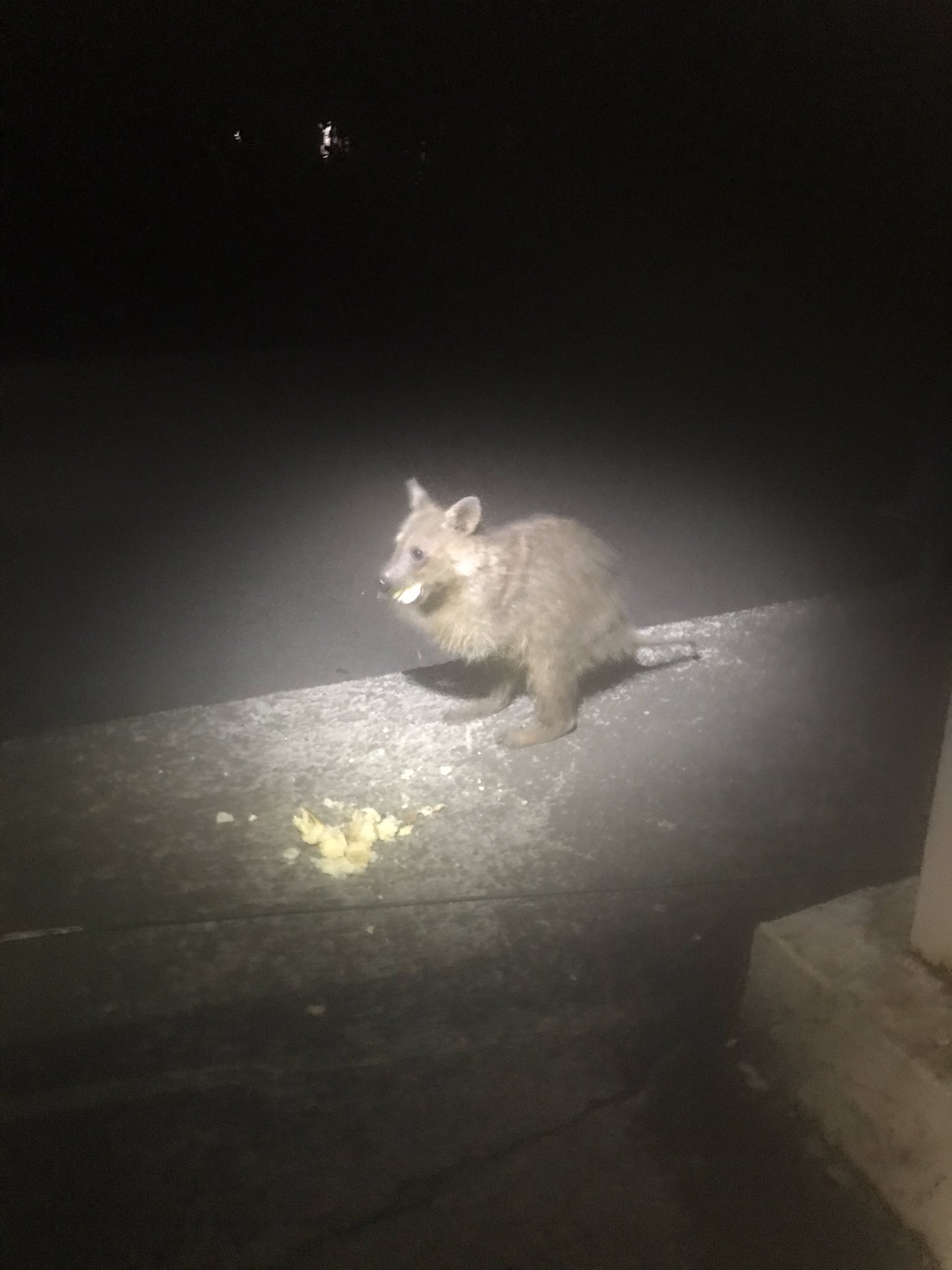 健太郎 野良猫